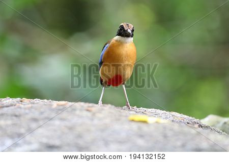 Bird of Thailand in nature Blue-winged Pitta (Pitta moluccensis)