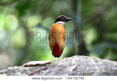 Bird of Thailand in nature Blue-winged Pitta (Pitta moluccensis)
