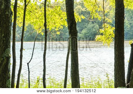 Green trees in foreground of water in lake during summer in peaceful landscape