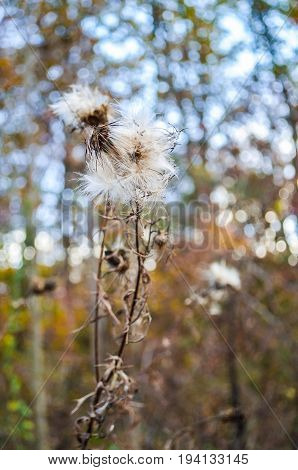 Macro closeup of fluffy hairy furry dried thistle weed plant with bokeh focus
