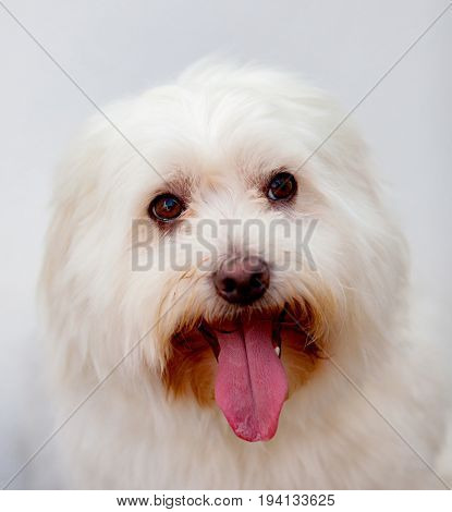 Portratit of a white dog with long hair. Maltese bichon