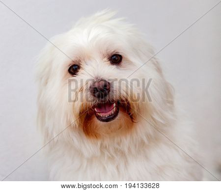 Portratit of a white dog with long hair. Maltese bichon