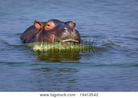Baby Hippopotamus amphibius: Jižní Afrika