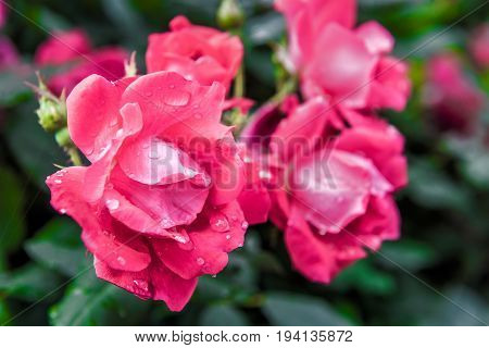 Macro closeup of red and pink blooming roses with water drops showing detail and texture