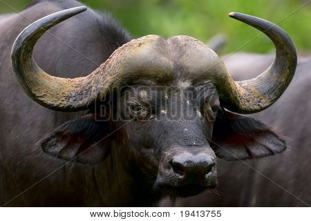 Buvol africký; Syncerus caffer; Jihoafrická republika