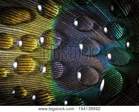 water drop on a peacock feather - macro photo