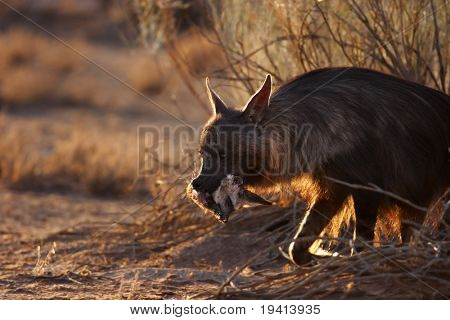 口の中で獲物 （赤ちゃんコウモリ耳フォックス） と秘密ブラウン ・ ハイエナ。カラハリ砂漠