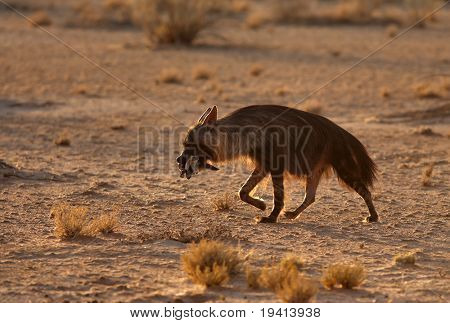 Gizli kahverengi sırtlan AV (Bebek kulaklı tilki) ağız ile; Kalahari Çölü