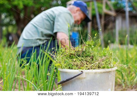 A Man Is Weeding Beds. Man In The Garden