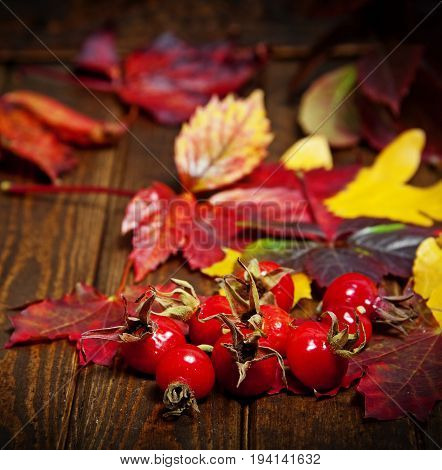 hips and autumnal leaves on a old wooden background