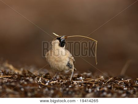 善于交际韦弗捡草打造巢 ；Philetairus 铭