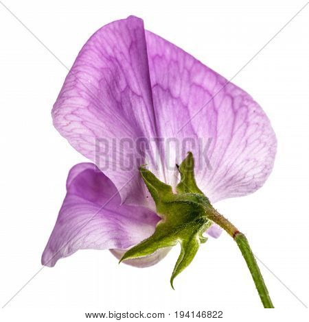 Flowers Of Sweet Pea, Isolated On White Background