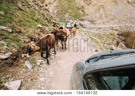Truso Gorge, Georgia - May 2,2016: Cows Walking Along A Narrow Mountain Countryside Road In Rocky Mountains At Spring Season In Georgia.
