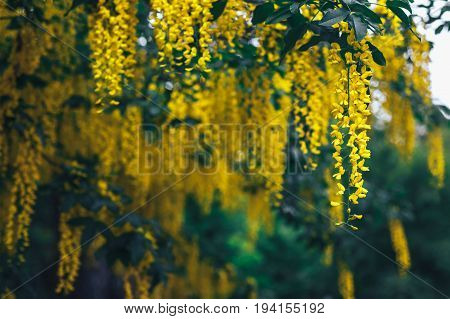 The great garden blooming yellow wisteria blossoms in Spring