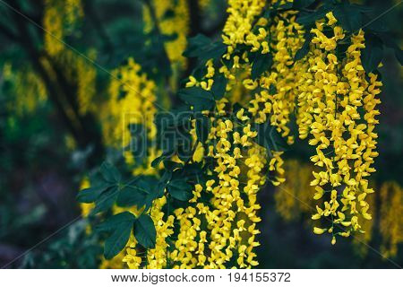 The great garden blooming yellow wisteria blossoms in Spring