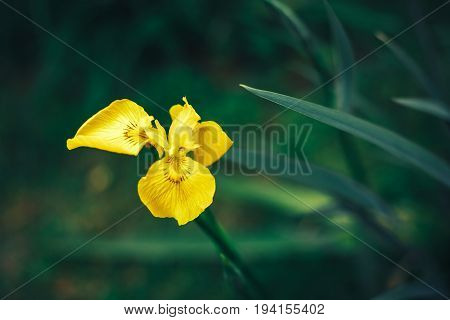 yellow Iris flower close up on dar green background