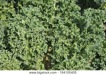 Kale