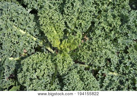 Kale