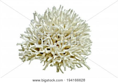 White coral in the shape of a ball isolated on white background