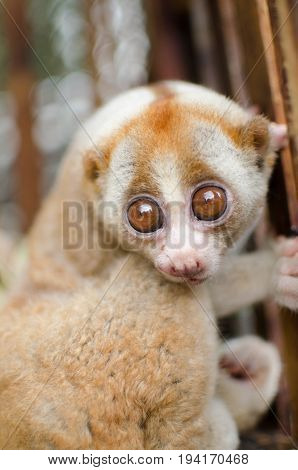 Loris Is Liveing Inthe Cage