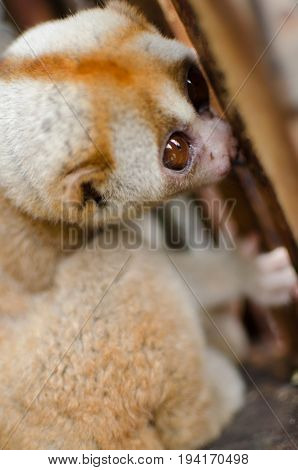 Loris Is Liveing Inthe Cage