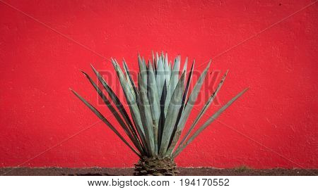 Maguey Plant And Red Wall