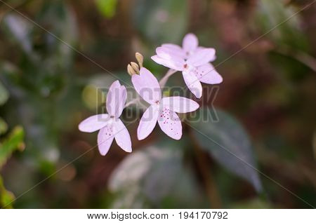 Flower In The Forest