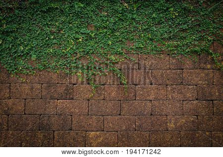 Green Plant  On The Stone Wall