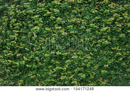 Green Plant  On The Stone Wall