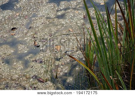 A male blue dasher dragonfly (Pachydiplax longipennis) alights upon  a reed over a small lake in Joliet, Illinois during August.
