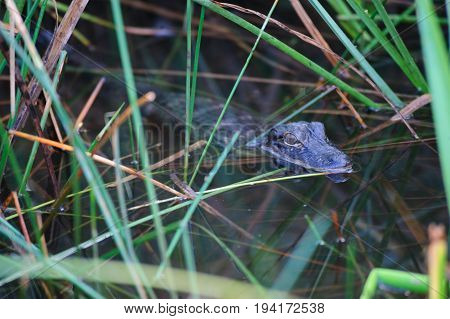 Alligator in the Swamps of the Florida Everglades