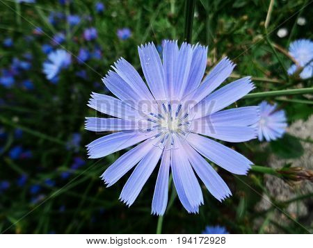 Chicory, flower of chicory. Natural background. Blue flower. Floral background. Endive. Summer background.