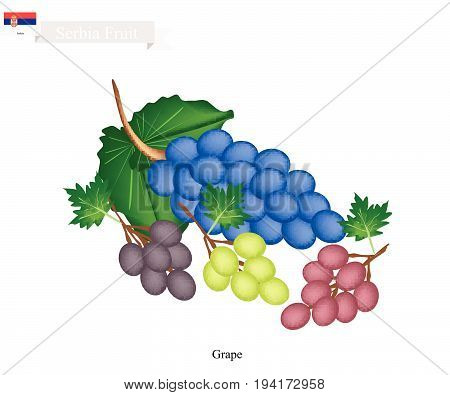 Serbia Fruit, Ripe and Sweet Grape. One of The Most Famous Fruits of Serbia.