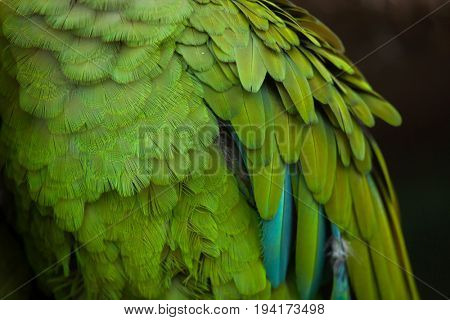 Green military macaw (Ara militaris). Plumage texture.