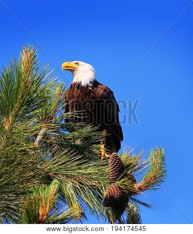 Bald Eagle on a Pine Tree in Tahoe