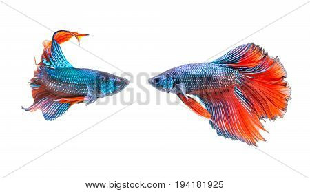 fighting of two fish isolated on white background. siamese fighting fish Betta fish