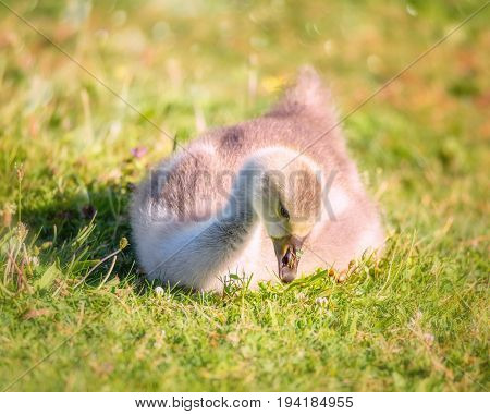 A Gosling Chick Sits in a Grassy Field in Oregon, USA.
