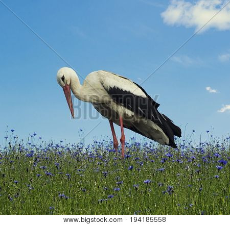 Beauty stork on the light green grass background