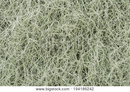 Close up tillandsia usneoides with texture background