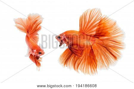 Orange fighting of two fish isolated on white background siamese fighting fish Betta fish. File contains a clipping path.