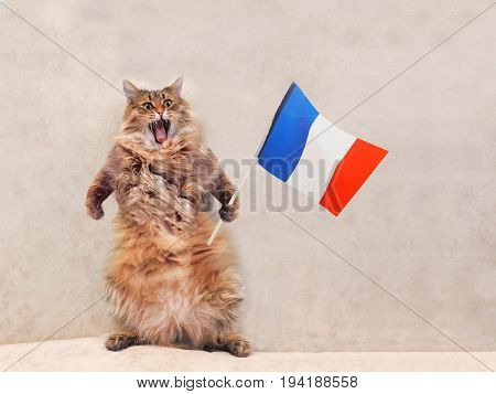 The Big Shaggy Cat Is Very Funny Standing.france,flag 2