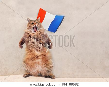 The Big Shaggy Cat Is Very Funny Standing.france,flag 3