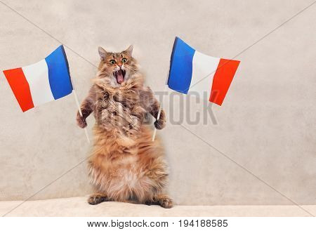 The Big Shaggy Cat Is Very Funny Standing.france,flag 1