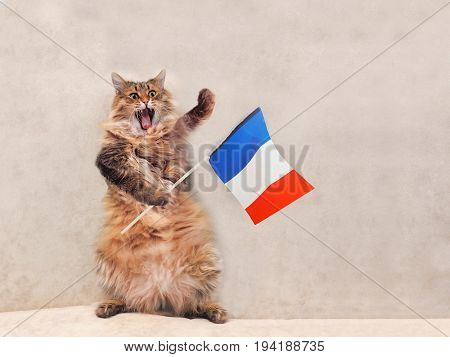 The Big Shaggy Cat Is Very Funny Standing.france,flag 9