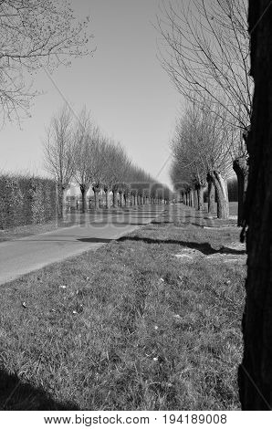 avenue with pollard willow in black and white