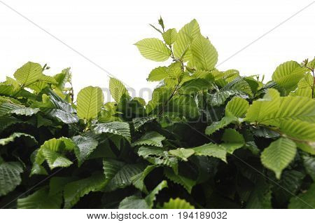 Detail of a beech hedge in a park in France