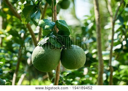 Growing grapefruit on the plant, tropical fruit from the Mekong Delta, Vietnam. Nice blurred bokeh