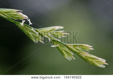 Perennial rye grass (Lolium perenne) in flower. Familiar grass in the family Poaceae with pollen-producing stamens flowering in British grassland