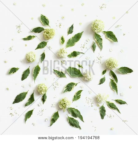Wedding concept - floral pattern made of dogwood green leaves (cornus alba) and sevenbark (hydrangea) flowers on white background. Flat lay top view.
