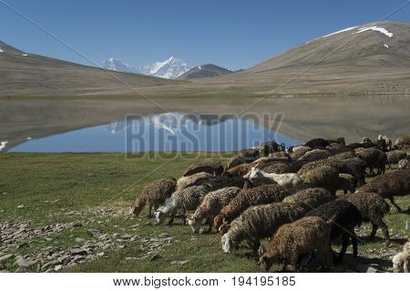 Sheep and goats depasture in high mountains. Sunlit white peaks are reflected in lake.
